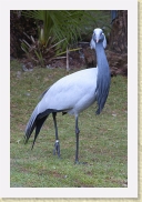 DSC_4357 Demoiselle Crane * 356 x 534 * (195KB)